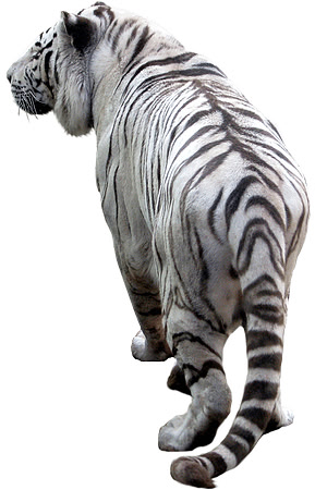 tiger (1)