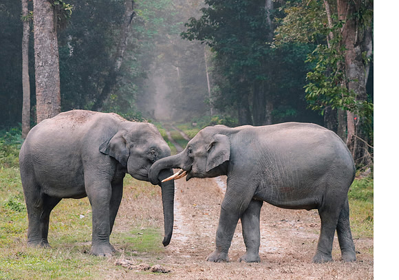 photo - Copy (2)